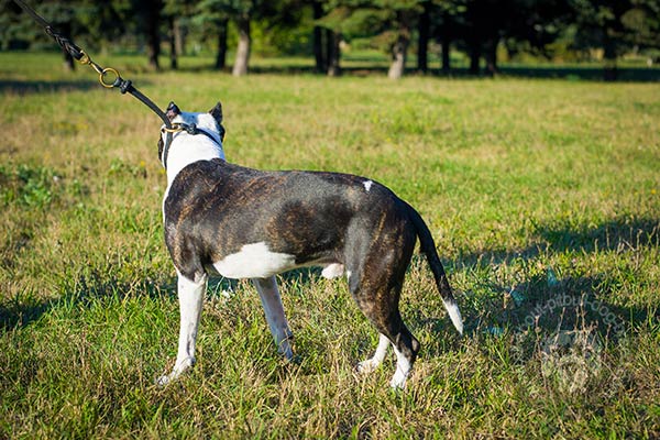 Decorated round leather Pitbull collar