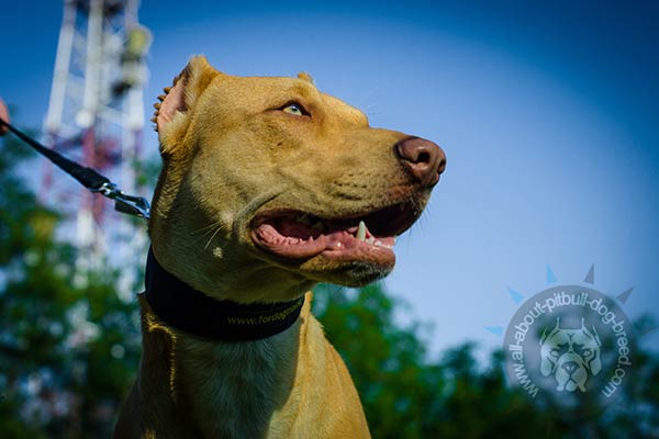 Nylon Pitbull collar for comfy wearing