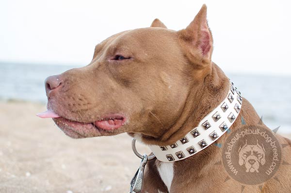 Delicate white Pitbull collar with studs