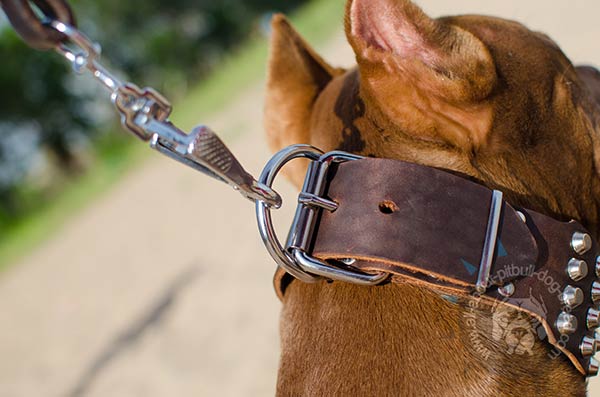 Pitbull leather collar with steel nickel plated fittings