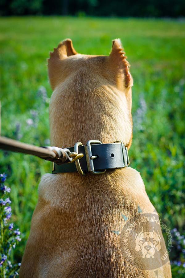 Functional leather Pitbull collar