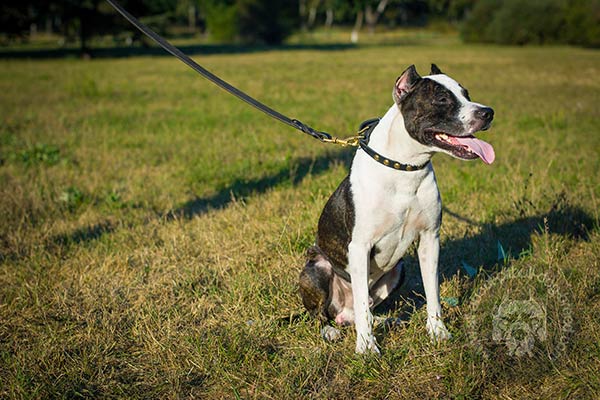 Pitbull studded leather dog collar