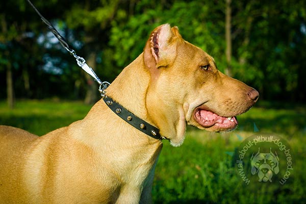 Delicate width leather Pitbull collar