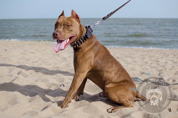 Astonishing Pitbull collar with decorations