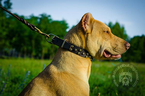 Studded Pitbull collar with brass decorations
