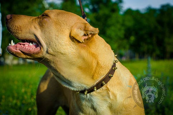 Spiked Pitbull collar for daily walking