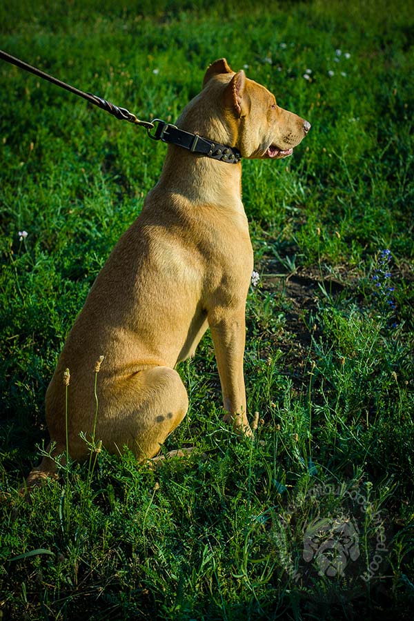 Safe Pitbull collar for daily use