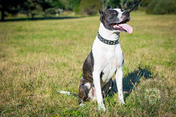 Incredibly strong leather Pitbull collar