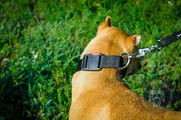 Pitbull nylon collar with nickel plated buckle
