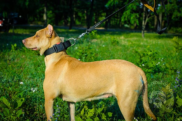 Tear-resistant nylon Pitbull collar