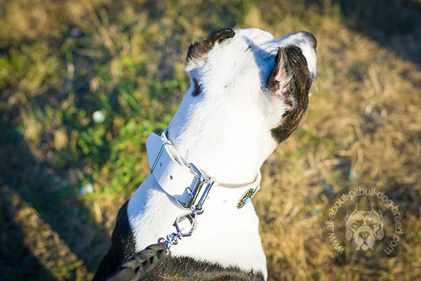 Soft and gentle white leather Pitbull collar