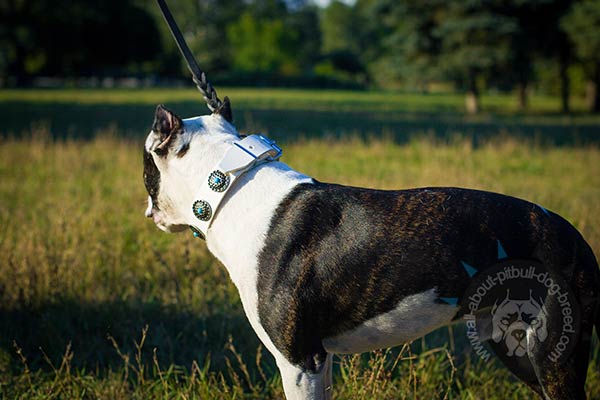 White Pitbull collar with rust-proof fittings