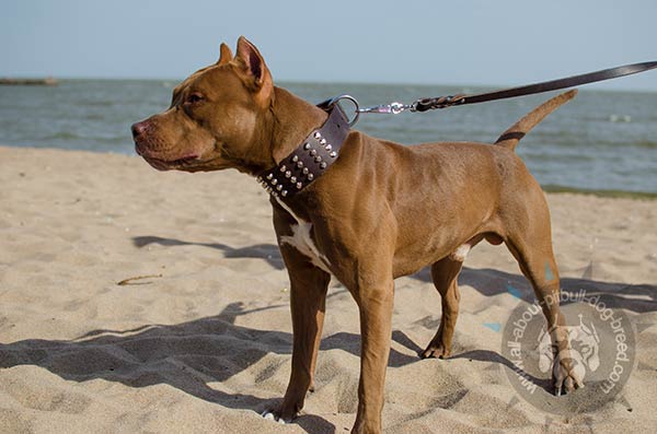 Wide Pitbull leather collar