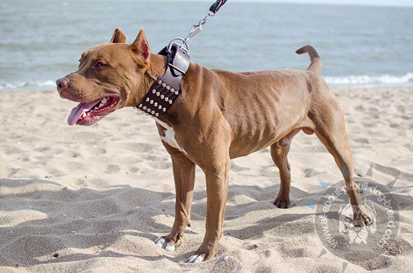 Leather Pitbull collar with 5 rows of pyramids