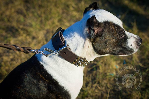 Tear-resistant leather Pitbull collar