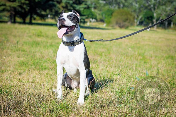 Exclusively studded leather Pitbull collar
