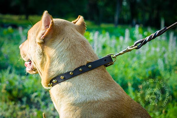 Handcrafted leather Pitbull collar