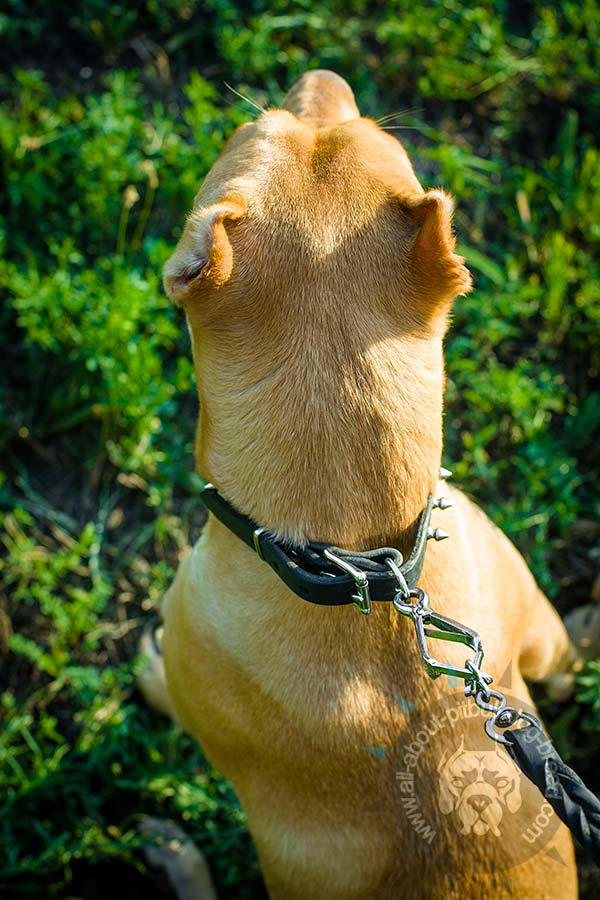 Pitbull leather collar with strong D-ring