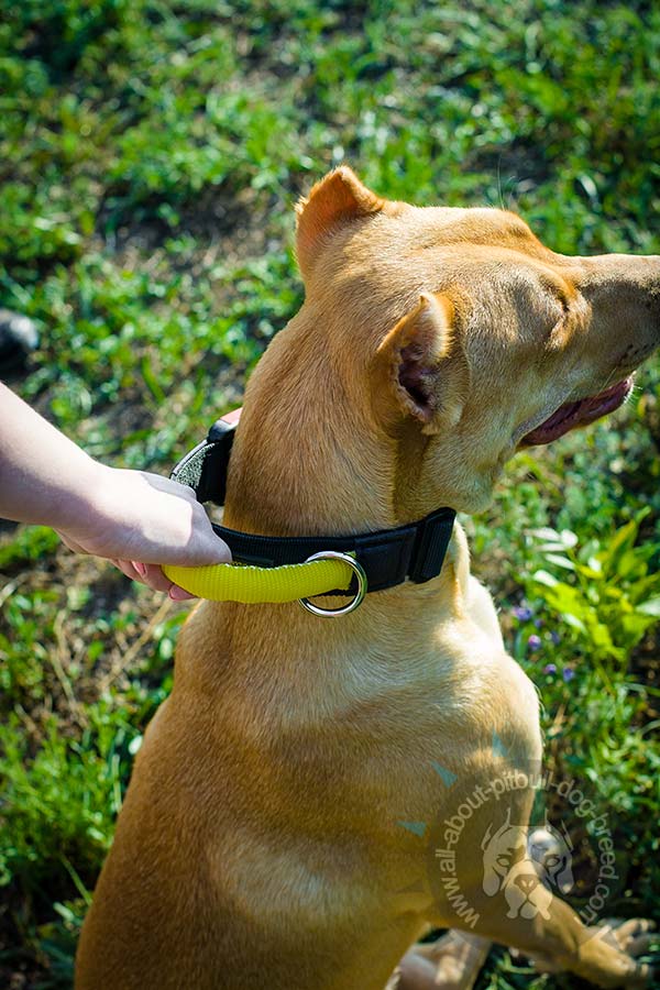 Pitbull collar with quick release buckle