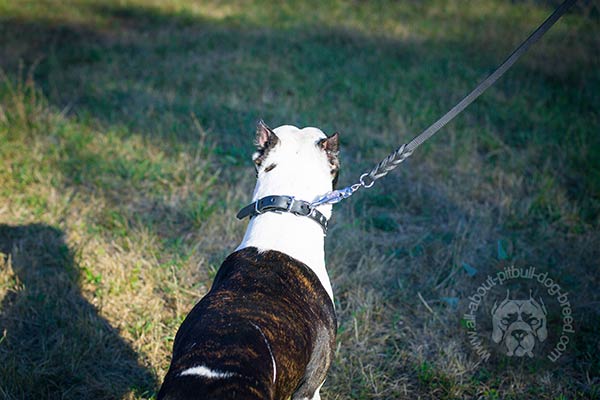 Pitbull collar with nickel plated hardware