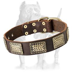 Leather Dog Collar with Vintage Brass Plates