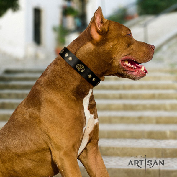 Pitbull handcrafted leather dog collar with amazing decorations