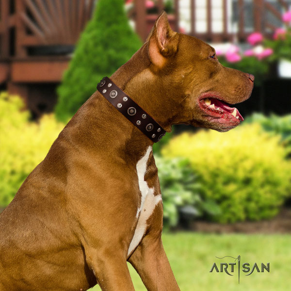 Pitbull easy adjustable full grain natural leather dog collar with significant decorations