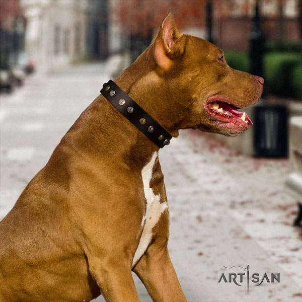 Pitbull easy adjustable natural genuine leather dog collar with significant studs