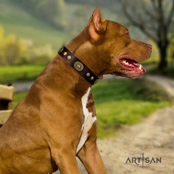 Pitbull comfortable genuine leather dog collar with exceptional decorations