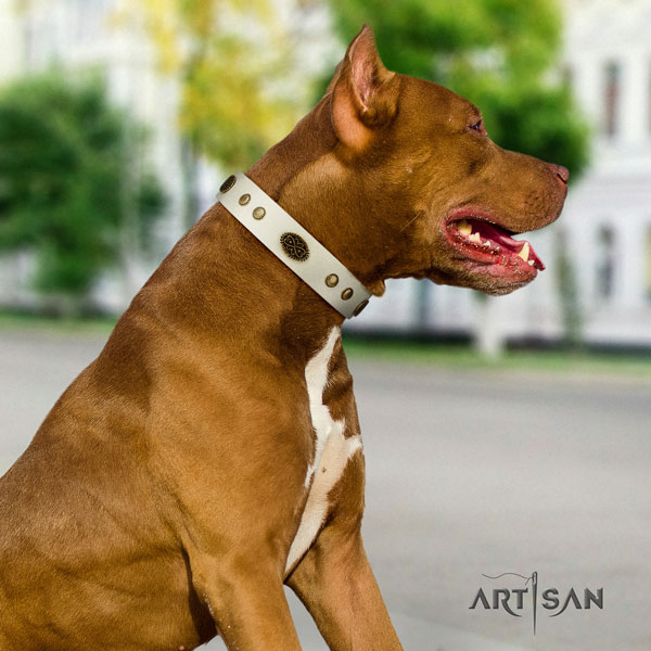 Pitbull convenient full grain natural leather dog collar with unusual decorations