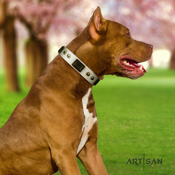 Pitbull easy wearing genuine leather dog collar with significant adornments