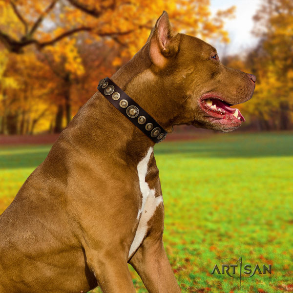 Pitbull easy wearing full grain natural leather dog collar with exquisite adornments