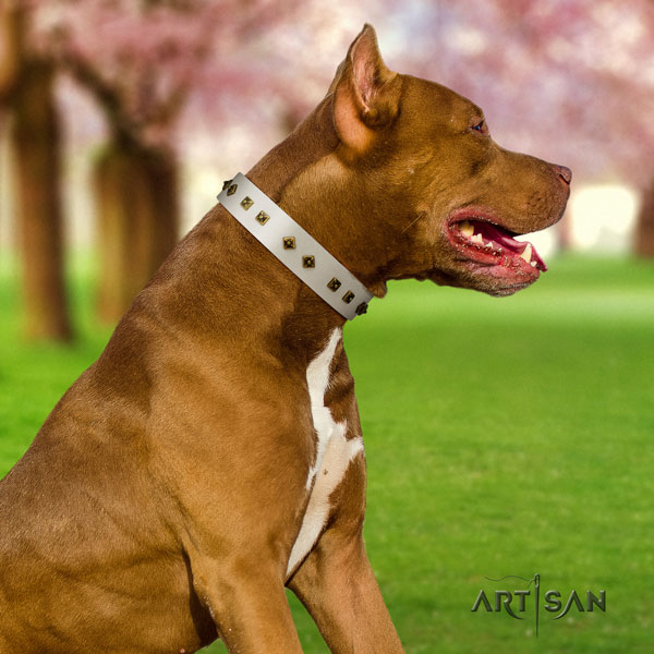 Pitbull convenient full grain natural leather dog collar with significant embellishments