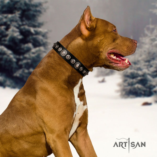 Pitbull easy adjustable full grain natural leather dog collar with inimitable adornments