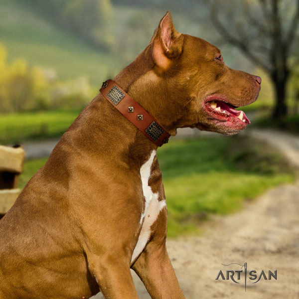 Pitbull easy adjustable full grain natural leather dog collar with impressive adornments