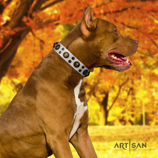Pitbull easy to adjust full grain genuine leather dog collar with inimitable decorations