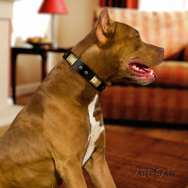 Pitbull adjustable leather dog collar with extraordinary adornments