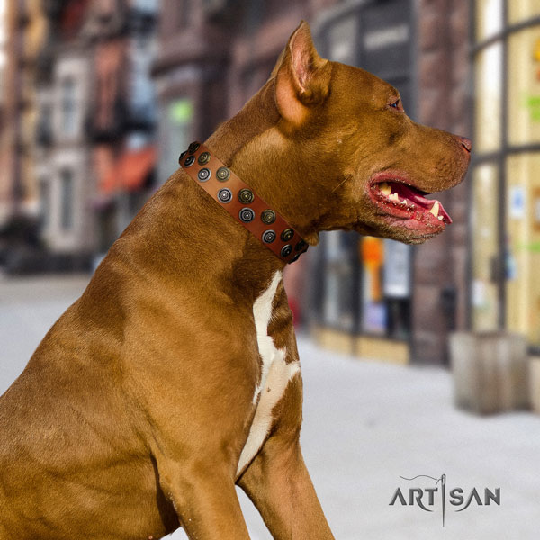 Pitbull easy wearing full grain genuine leather dog collar with trendy embellishments