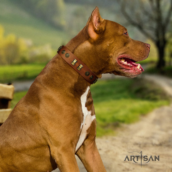 Pitbull best quality natural genuine leather dog collar with significant adornments