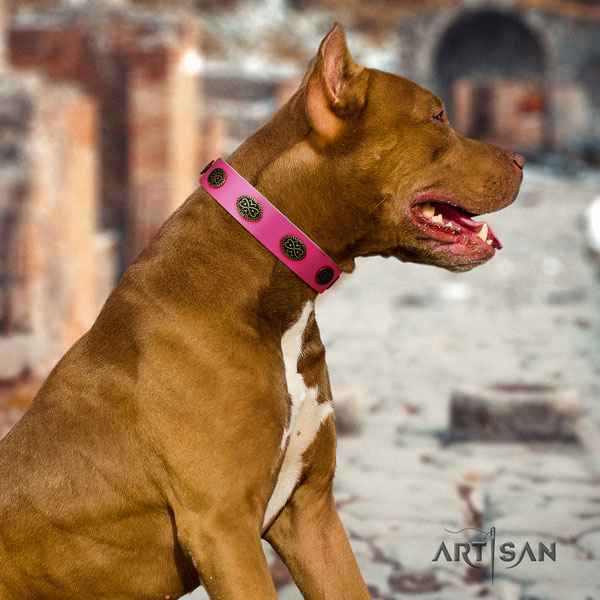 Pitbull handcrafted full grain genuine leather dog collar with trendy studs