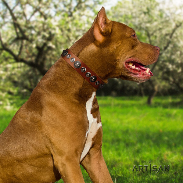 Pitbull easy wearing genuine leather dog collar with unusual embellishments