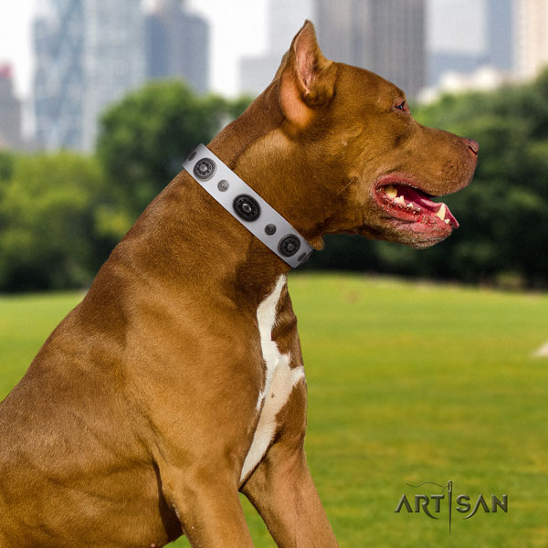 Pitbull easy wearing natural genuine leather dog collar with awesome studs