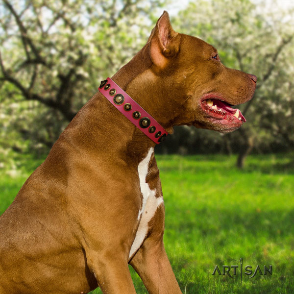 Pitbull easy adjustable full grain leather dog collar with inimitable adornments
