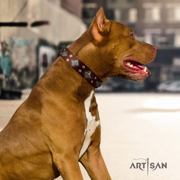 Pitbull top quality genuine leather dog collar with stylish adornments