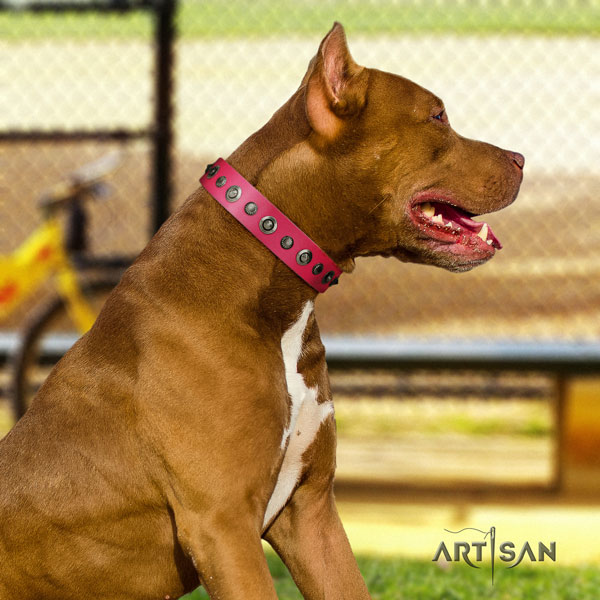 Pitbull top quality leather dog collar with amazing studs