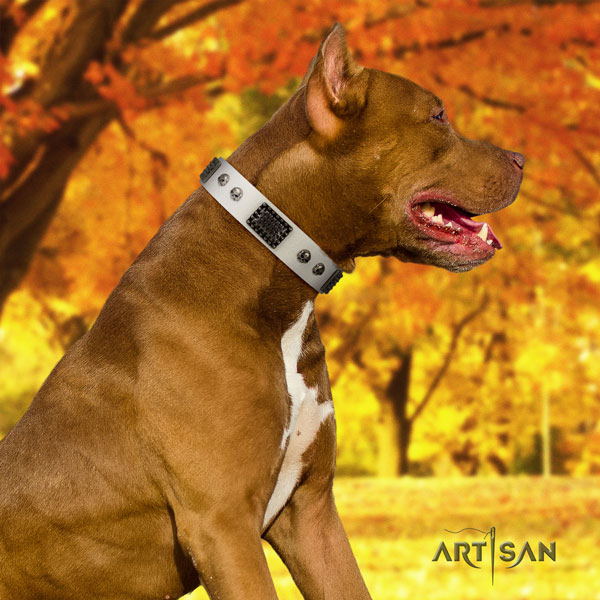 Pitbull adjustable full grain genuine leather dog collar with stunning decorations