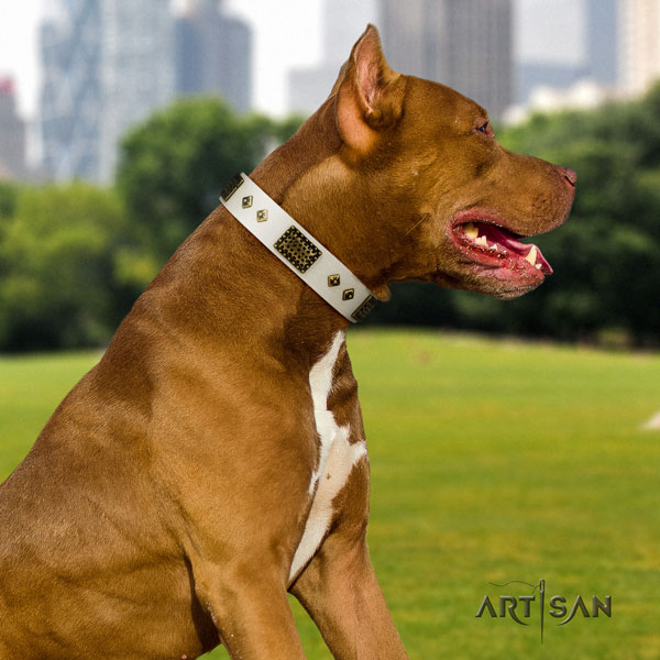 Pitbull convenient full grain genuine leather dog collar with top notch studs