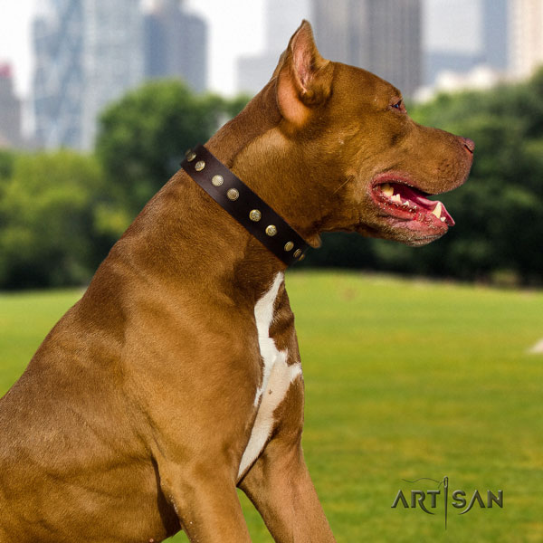 Pitbull comfortable full grain leather dog collar with incredible adornments