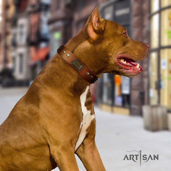 Pitbull top quality full grain natural leather dog collar with impressive studs