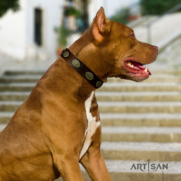 Pitbull easy wearing full grain natural leather dog collar with extraordinary decorations